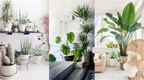 Las plantas de interior son un buen recurso para decorar y para renovar el aire del ambiente. Plantas de interior en decoración; tipos y consejos para casa
