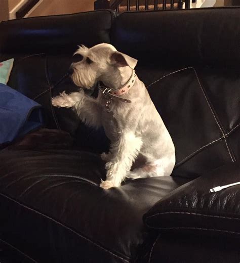 I personslly only breed pure bred akc champion sired giant schnauzer puppies. Facebook | Schnauzer puppy, Mini schnauzer puppies, Puppies and kitties