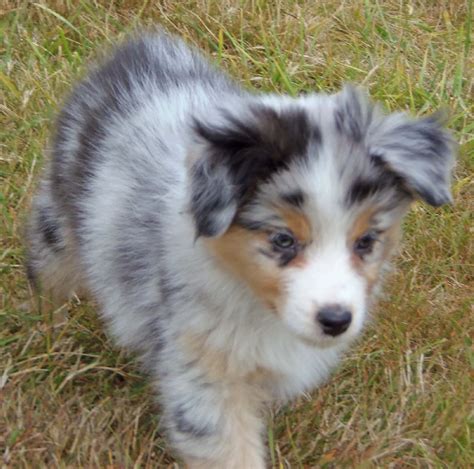 Dans le cas contraire, votre chien. Chiot - Elevage de L'Igloo des Sables - eleveur de chiens ...