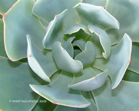 Echeveria Powder Blue Kelley Macdonald Flickr