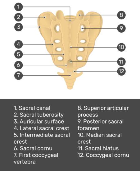 Sacrum And Coccyx Anatomy Anatomy Anatomy Bones Medical Anatomy