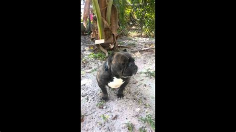 They are not recognized by akc though. Shorty bulldog puppies for sale - YouTube