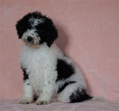 F1b Sheepadoodle For Sale Baltic Oh Female Tiffany Check Out Our Vid Ac Puppies Llc
