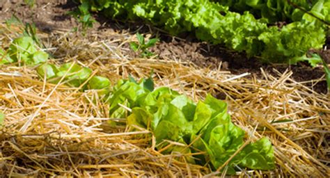 Learn how and when to mulch. Of All Garden Fertilizer Organic is Best