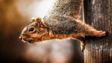 Desktop Wallpaper Squirrel Rodents Looking Down Hd Image Picture
