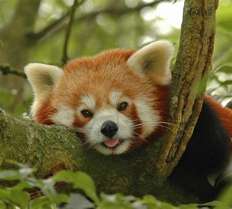 Im A Red Panda And Im Adorable Cute Animals Panda Love Red Panda