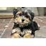 Top 12 Facts A Morkie Owner Needs To Know