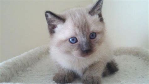 We take great pride in our breeding programs and the development of their personality! Reduced Price: Purebred Siamese Kittens. for Sale in ...