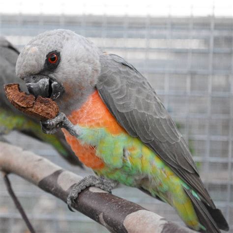 Red Bellied Parrot For Sale Orange Bellied Parrot For Sale