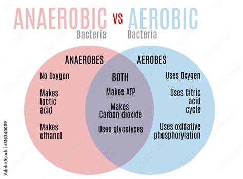Aerobic And Anaerobic Respiration Venn Diagram By Pro Vrogue Co