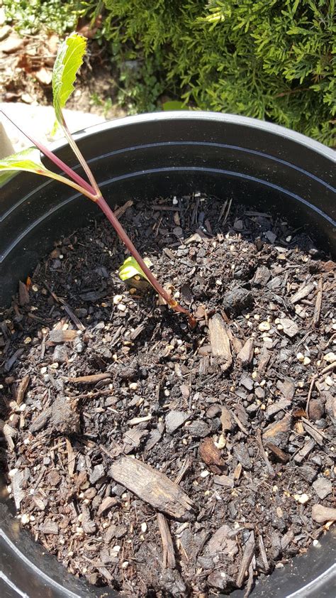 Now i can save them. Dahlias forum: Stem Shriveled/Collapsed on Itself - Garden.org