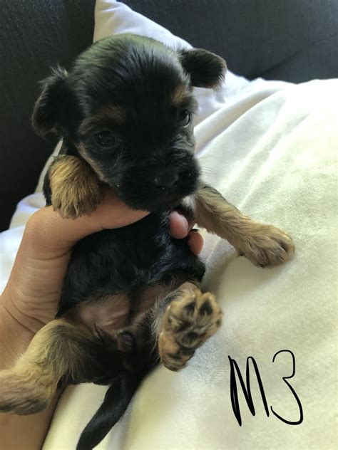Russ is playful and loves playing with his toys. YorkiePoo Puppies For Sale | Delano, MN #300535 | Petzlover