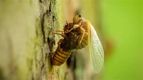 Watch Brood X Cicadas Emerge Mental Floss