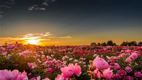 Pink Rose Flowers Field In Sunrise Background Hd Spring Wallpapers Hd