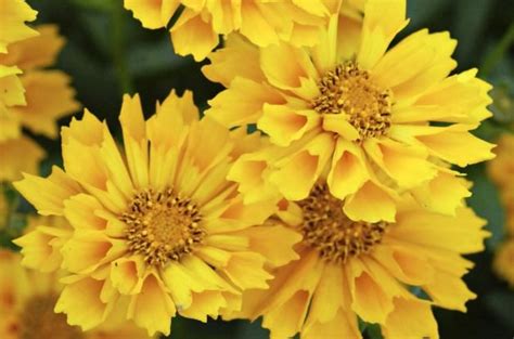 Download high quality flower pictures for your mobile, desktop or website. Top 10 Classic Yellow Flowers to Grow - Birds and Blooms