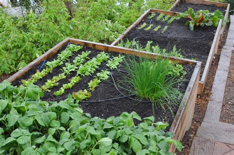Terraced Bellevue Vegetable Garden — Seattle Urban Farm Company