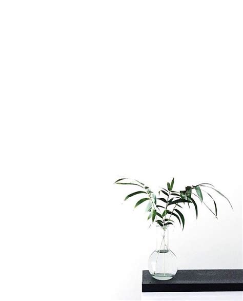 Belleih ☾☼ Plant Aesthetic Plants Plant Wallpaper
