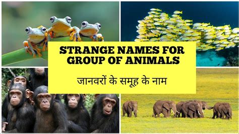 Trending Unusual Animal Names Tips Temal