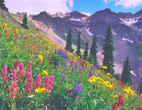 Wildflowers On Blue Lakes Pass In The San Juan Mountains Of Etsy
