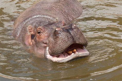 Hippos Eat Meat Putting Themselves At Higher Risk Of Contracting