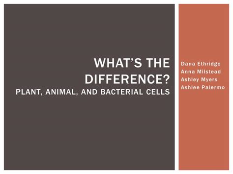 Animal cells compared to bacterial cells. PPT - What's the difference? Plant, animal, and bacterial ...