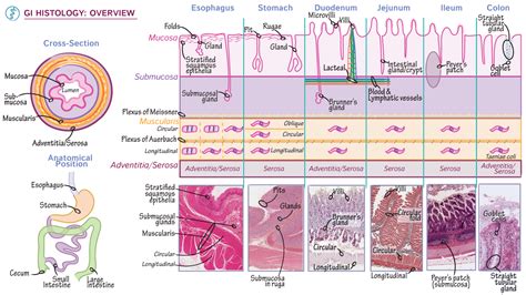 Histology Fundamentals Overview Of Gi Histology Ditki Medical