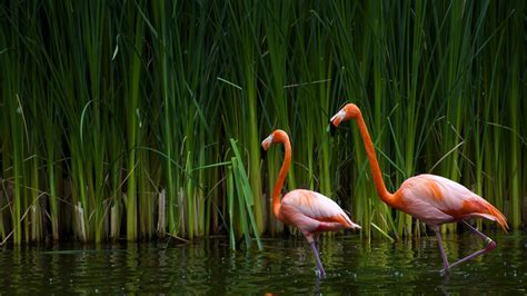 Flamingos Water Plants Birds Wallpapers Hd Desktop And