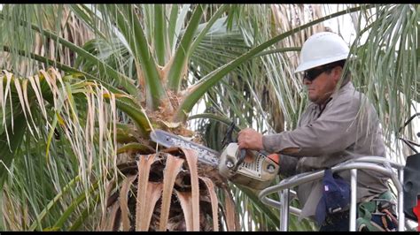 Palm Tree Pruning Youtube