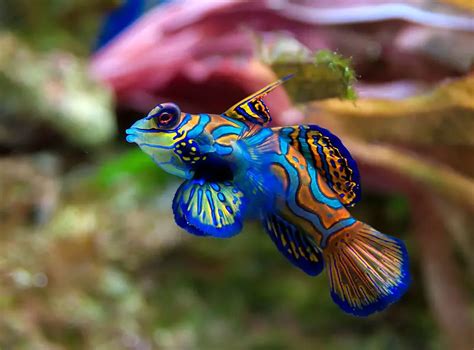 Mandarin Fish Care And Facts Synchiropus Splendidus Sea Life Planet