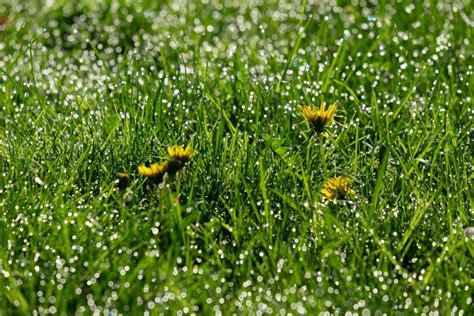 Find out what works well at atlantic maintenance group from the people who know best. How to Weed Control Starting in Early Spring - Atlantic ...