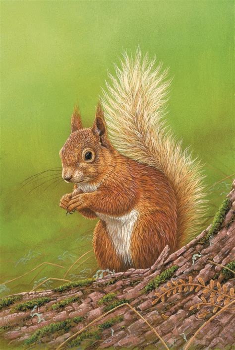 Original Paintings Wildlife Artist Robert E Fuller Squirrel Art