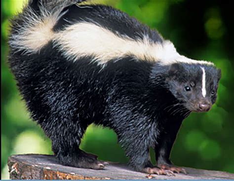 The animals are known for their ability to spray a liquid with a strong, unpleasant scent. Rabid skunk chases people, attacks dog