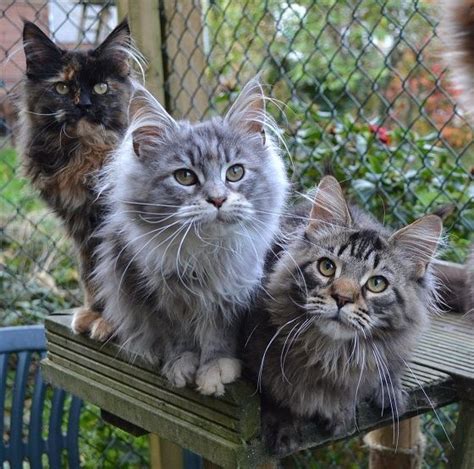 It is impossible not to fall head over heels in love with. maine coon kittens