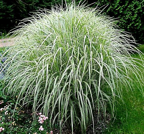 Everything about care, location, propagation and varieties. RASADNIK MIHALEK - prodaja sadnica