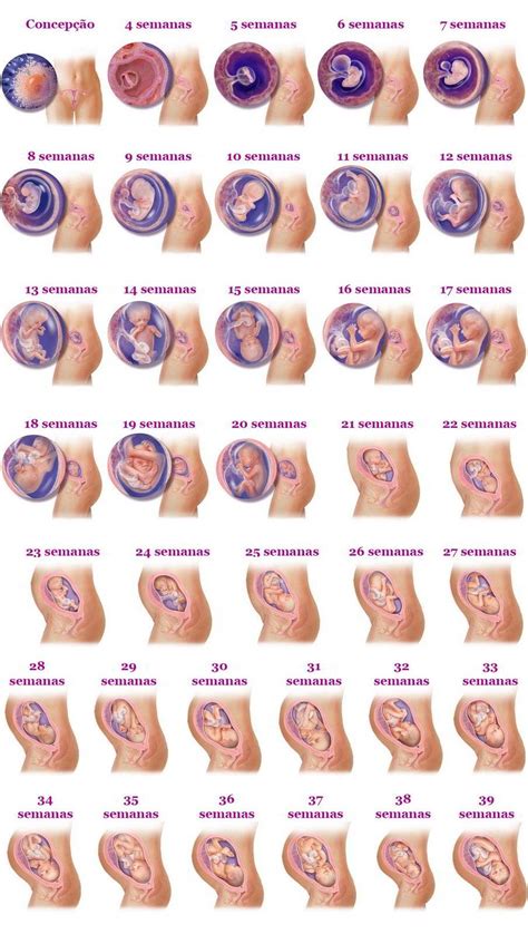 Desenvolvimento Do Bebe 3 Meses Gestação Bebê