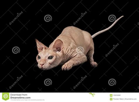 See more of beautylicious sphynx nacktkatzen on facebook. Sphynx-Katze Auf Der Jagd - Lokalisiert Auf Schwarzem ...