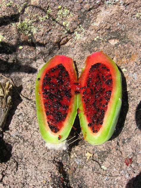 Saguaro cacti are a plant that naturally occurs in arid shrublands, deserts, and extreme deserts. >: Know Yr (American) Cacti