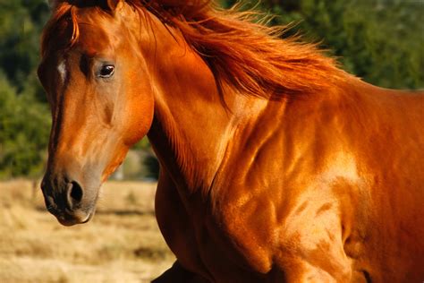 Quarter Horse Pictures Download Free Images On Unsplash