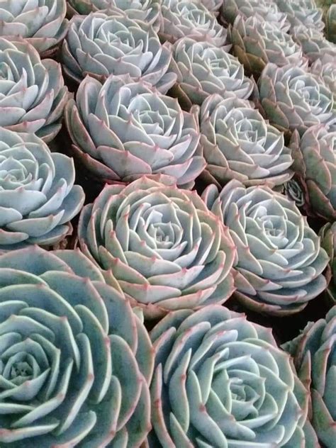 Check spelling or type a new query. Rose Cabbage in 2020 | Plant information, Cacti and ...