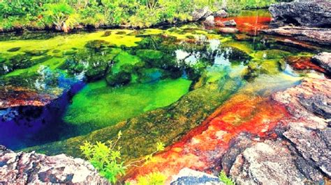 Crystal channel) is a colombian river located in the serrania de la macarena province of meta, and is a tributary of the guayabero river.the river is commonly called the river of five colors or the liquid rainbow, and is noted for its striking colors. Rio Caño Cristales | Colômbia - Klima Naturali™