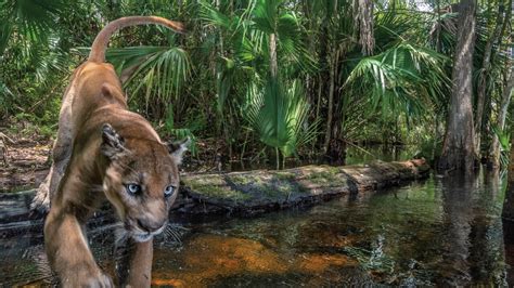 Rare Photos Of Florida Panther