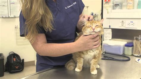 Complications Of Neutering Cats General Cat Health These Cats