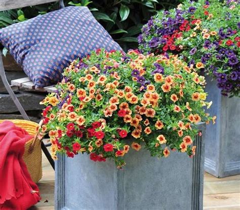 new confetti garden colors parks wholesale plants