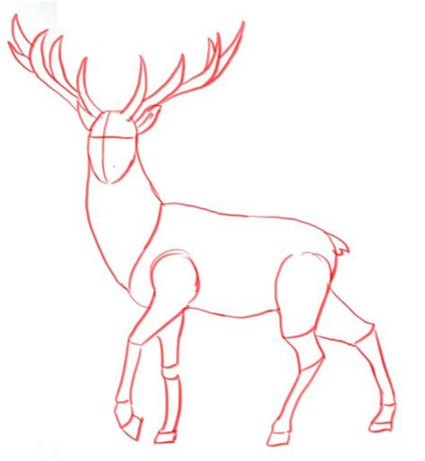 How To Draw A Deer Step By Step For Beginners