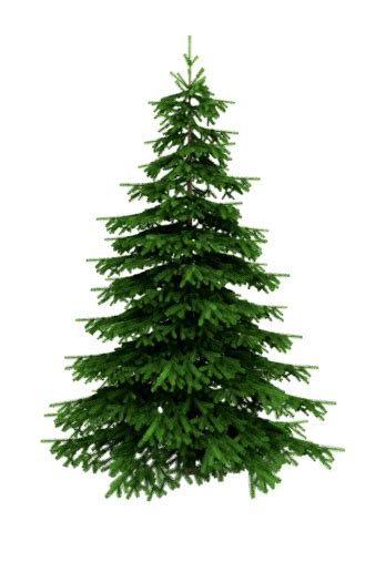 Spruce Tree Isolated On White Background With Clipping Path Stock Photo
