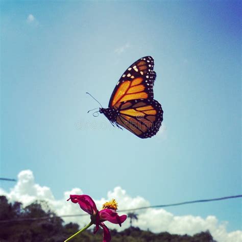 Borboleta De Monarca Do Voo Imagem De Stock Imagem De Vôo Jardim