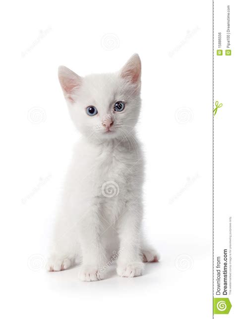 Be one of the first in this category. Gatito Blanco Lindo Con Los Ojos Azules Foto de archivo ...