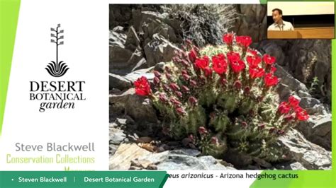 Echinocereus Arizonicus Arizona Hedgehog Cactus Salvage And