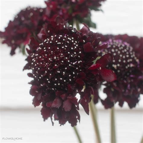 Dark Burgundy Scabiosa Flower In 2020 Flower Care Diy Wedding