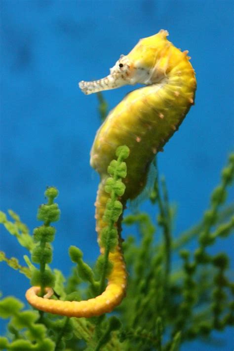 What Do Seahorses Eat Diet And Facts